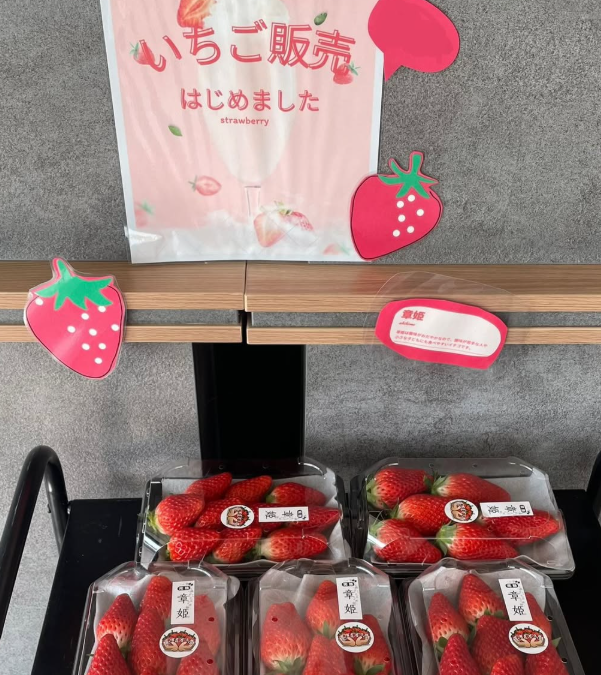 いちごの販売をはじめました🍓